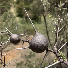 Vachellia drepanolobium