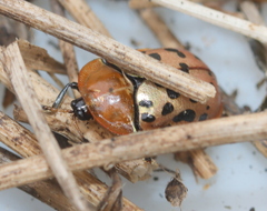 Conchyloctenia punctata
