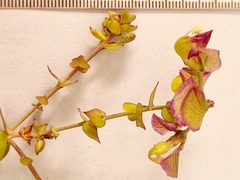 Polygala fruticosa