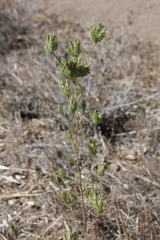 Cordylanthus rigidus