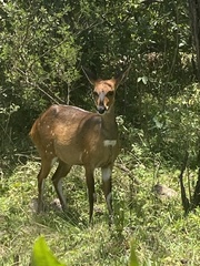 Tragelaphus sylvaticus