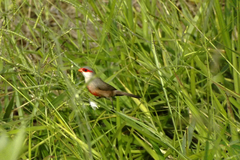 Estrilda astrild