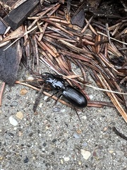 Scarites subterraneus