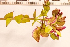 Polygala fruticosa