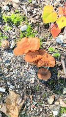 Laccaria laccata