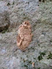 Lymantria dispar