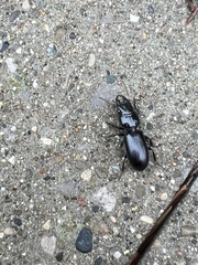 Scarites subterraneus