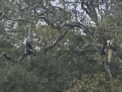 Colobus caudatus