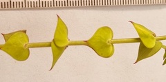 Polygala fruticosa