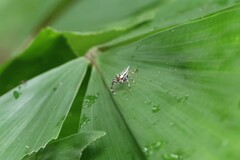 Telamonia