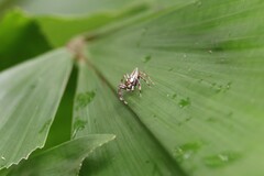 Telamonia