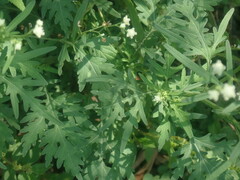 Parthenium