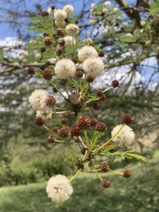 Vachellia xanthophloea