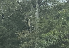Colobus caudatus