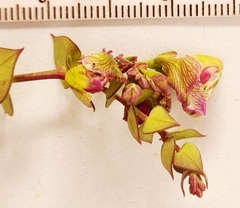 Polygala fruticosa