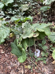 Phytomyza albiceps group