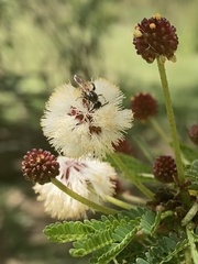 Vachellia xanthophloea
