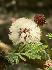 Vachellia xanthophloea