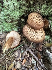 Flammulaster erinaceellus