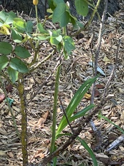 Liriope spicata