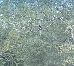 Colobus caudatus