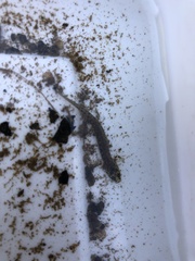 Caudata