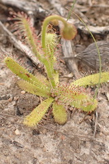 Drosera zeyheri