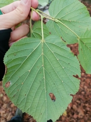 Tilia platyphyllos