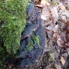 Hymenochaete rubiginosa