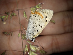 Lycaena phlaeas daimio
