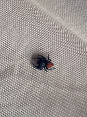 Phidippus carneus