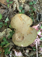 Tylopilus felleus