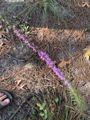Liatris spicata