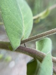 Silphium glutinosum