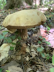 Tylopilus felleus