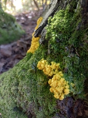 Fuligo septica