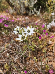 Ornithogalum
