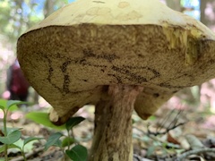 Tylopilus felleus