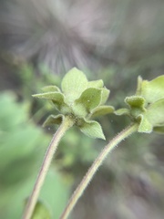 Silphium glutinosum