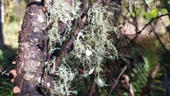 Usnea florida