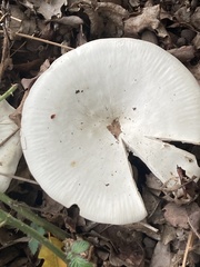 Infundibulicybe geotropa