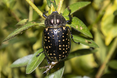 Cheirotonus macleayi