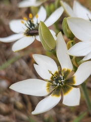 Ornithogalum