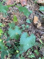 Vitis rotundifolia