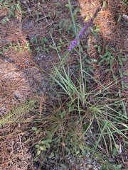 Liatris spicata