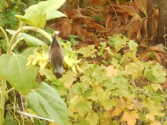 Coccothraustes coccothraustes