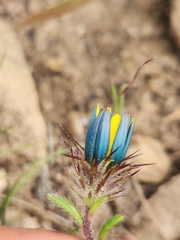 Gorteria piloselloides