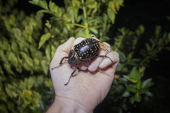 Cheirotonus macleayi