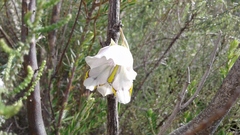 Gladiolus patersoniae