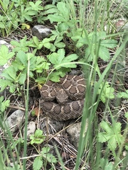 Crotalus cerberus